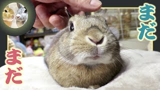 🐰U字クッション🐇なかよし大作戦❣😎💦【 ウサギのちゃび 】　2026年1月25日