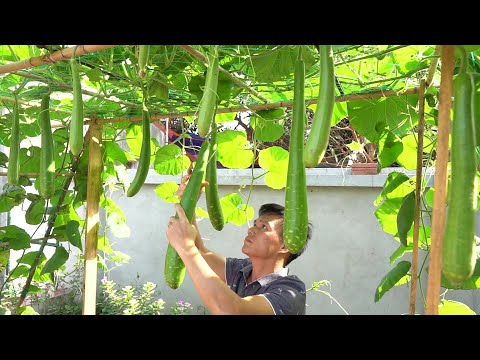 Video: Hoe lagenaria siceraria te kweken?
