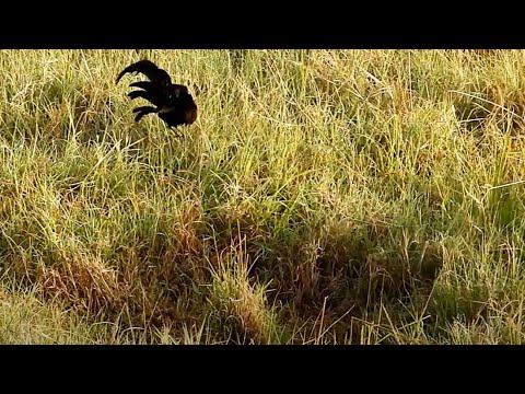 Jackson's widowbird jumps high to attract female