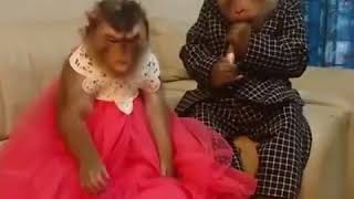 Gulmei Video