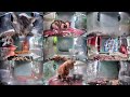 12 Hours of Hello Street Cats 😺💞 5/24/26 Pt 2