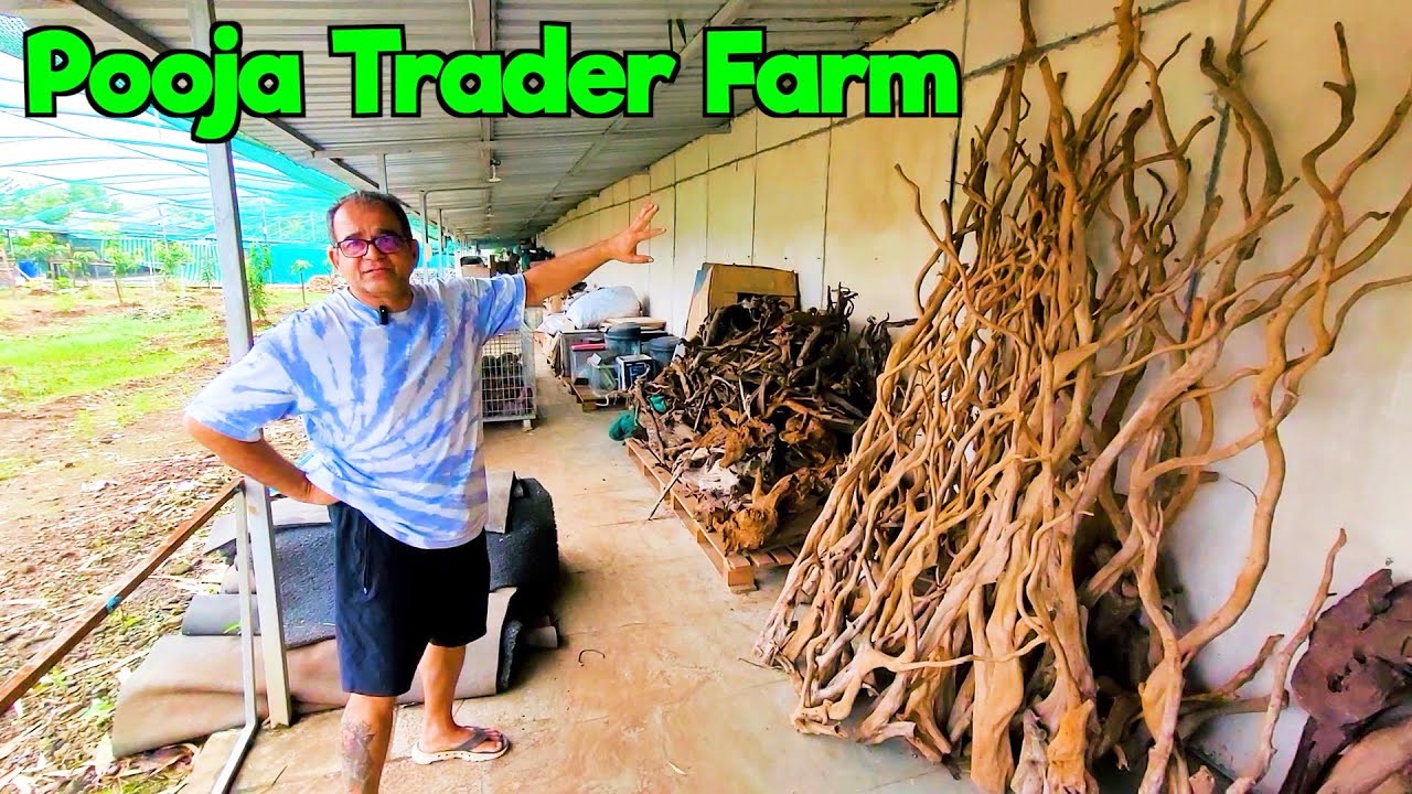 Discount Offer on Driftwoods & Aquarium Rocks I Pooja Trader Farm Visit I Part 1