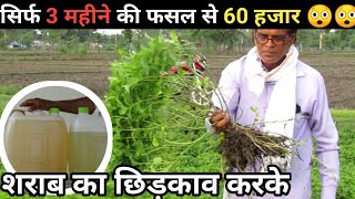 मेंथा/पिपरमिंट से मालामाल | Mint farming in India | Huge profit from herbal farming  | AGRIL CAREER