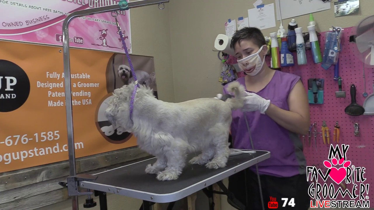 Standard Schnauzer Grooming Chart