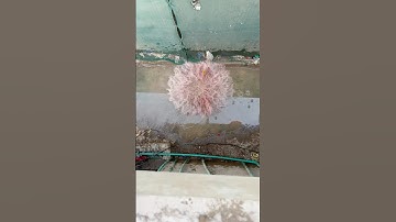 Will a water balloon explode if it rolls down from a tall building 💥#balloons #satisfying