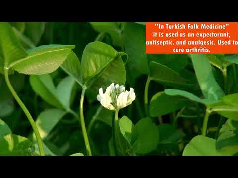 Video: Augu Fitoncīdās īpašības