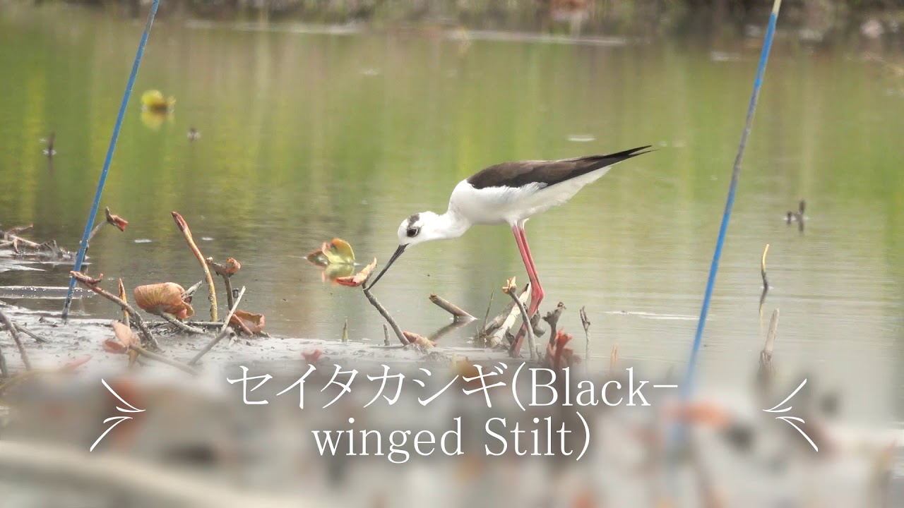 セイタカシギ(Black winged Stilt) 