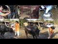 Indian village girl how to wash [bathing] buffalo village Style washing Buffalo live video