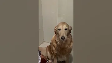 Dog Fights Dad To Not Bathe Dog Dogs Doglife Doglove Cutedog Dogshorts Puppy Shorts 