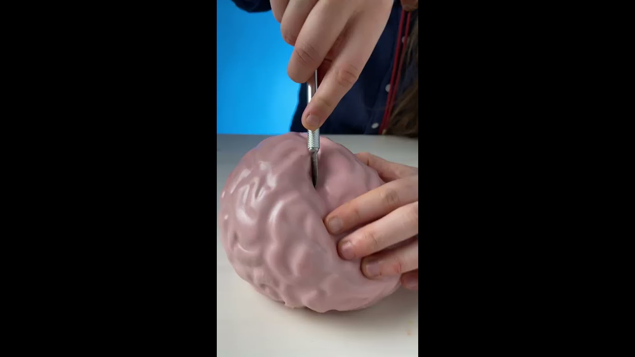 What S Inside This Giant Brain Stressball Shorts