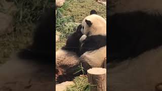 Giant pandas