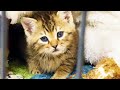 保護した子猫の一人遊びを隙間から覗いてみた