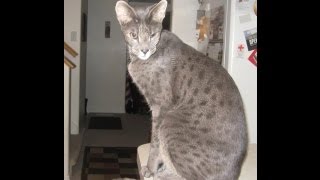 Download Lagu Kenken A Beautiful Blue Savannah MP3 Download Lagu Kenken A Beautiful Blue Savannah MP3
