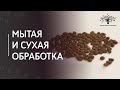 Методы обработки кофейного зерна | Сухая, мытая обработка кофе