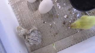 Day 21-22 Silky chicks starting to Hatch, Quails done Hatching.