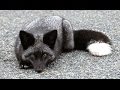 ТОП 5 серебристо-черная лиса. SILVER FOX.