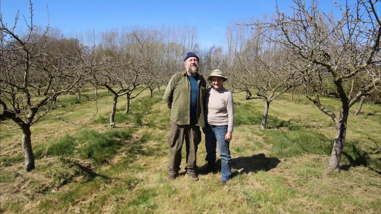 Spring apple blossom
