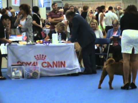 WDS-2014, (male) champion klass, SHARPEI