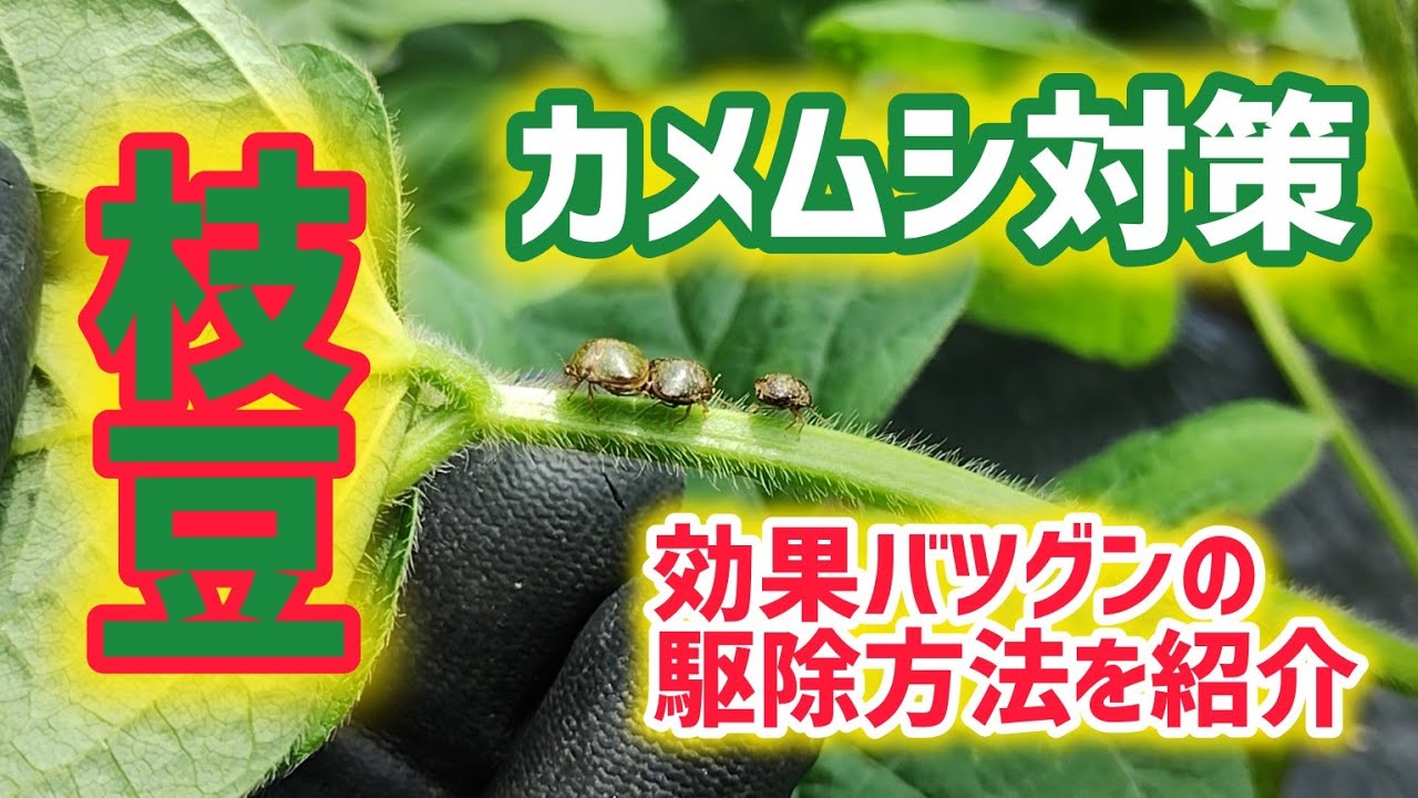 【枝豆】効果バツグンのカメムシの駆除方法を紹介【髭サン農家】