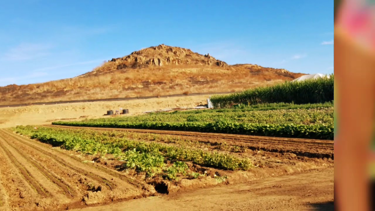 Sanrio at Tanaka Farms Hello Kitty 