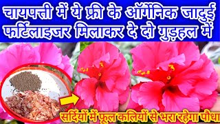 Add this free magical fertilizer to your hibiscus plant along with tea leaves and it will be fill...