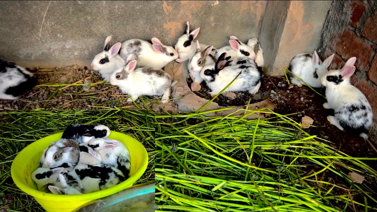 Rabbit babies elahda kr diye total 17 bchay Hogaiy 😍 || pets vlog ||
