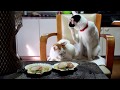 薪ストーブで焼くホタテと猫 200208