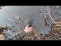May 15, 2025 - Beaver trapping and fastest catch ever!