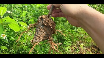 ( ĐT 0368052750) Mở Cửa Vườn Cây Táo Giồng Vụ Trồng 2023 l Núi Đồi Lục Ngạn