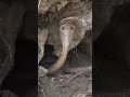 Found Treasure Chest in a Cobra Snake Cave #shorts #shortvideo #trending