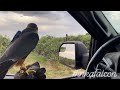 Bird control in farms using falcons