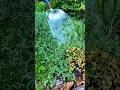 🌱 গাছ পানি দেওয়ার স্মার্ট ট্রিক! 😍 | Spoon Watering Hack for Garden #PlantCare #DIYGarden