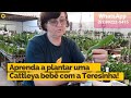 TERESINHA KUNZ ENSINA COMO PLANTAR UMA MUDA DE CATTLEYA BEBÊ!  | Orquideoterapia