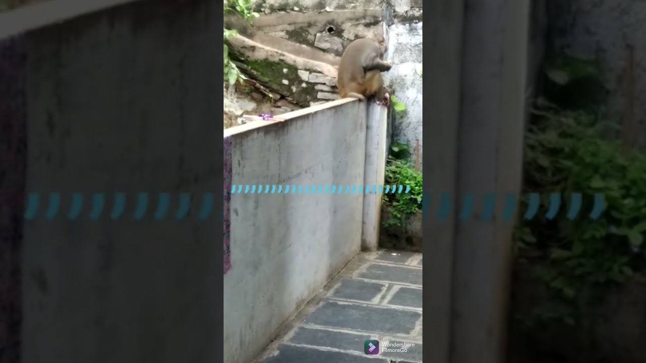 Monkey Eating Guava Fruit ||Bandar Mama ||Monkey Video