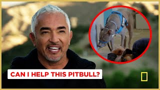 Can this Pitbull pass Cesar's Final Test? (Better Human Better Dog Previews)