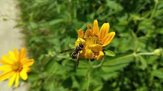 Interaction of pollinators with native and nonnative plant species