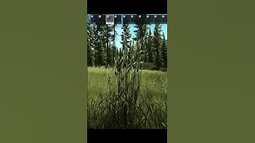 Escape from Tarkov - minefield