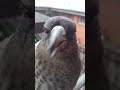 Beautiful magpie baby sounds