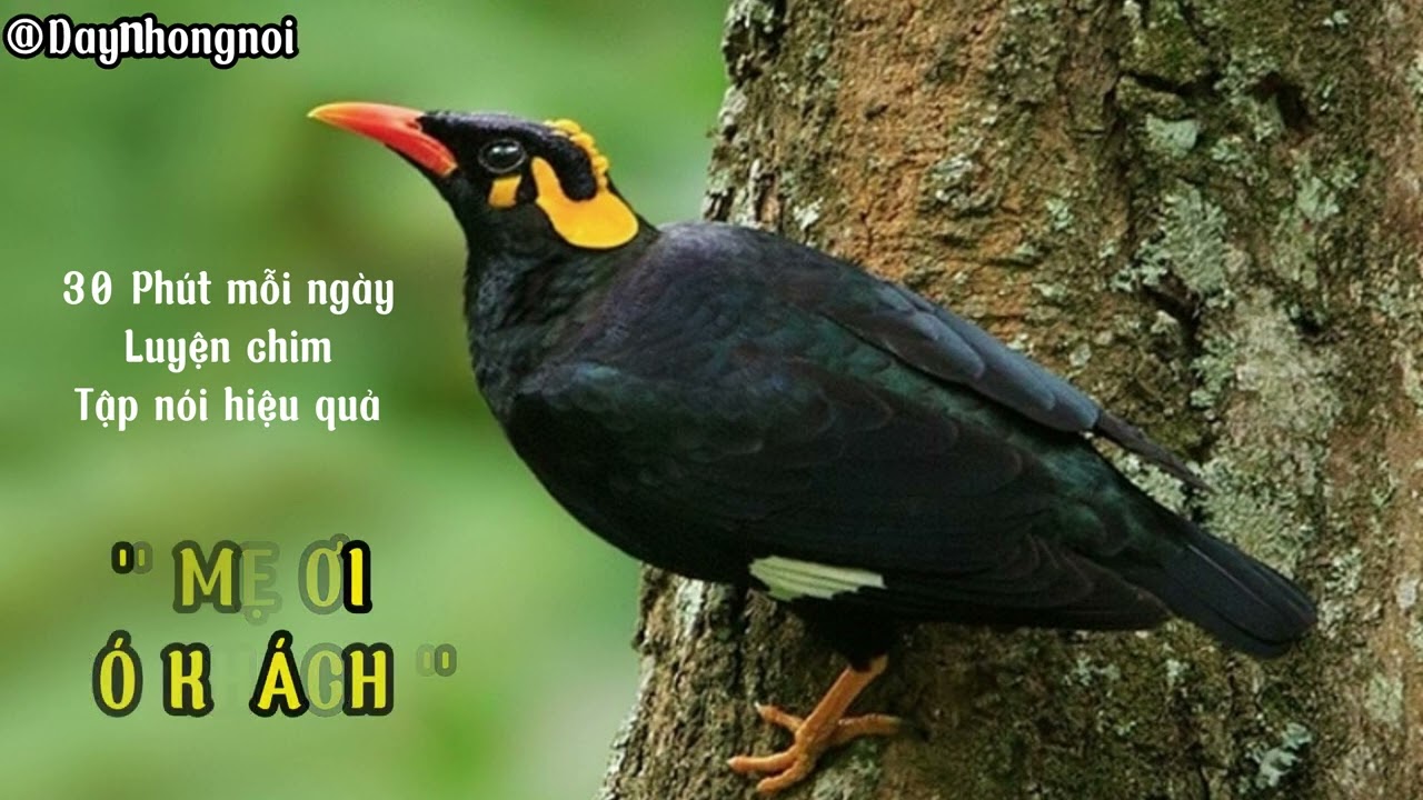 Dạy Chim Nhồng (Yểng) nói 