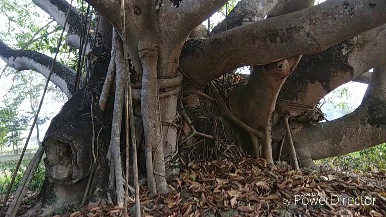 Village and big tree YouTube
