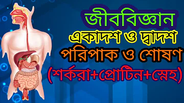 খাদ্যবস্তুর পরিপাক ও শোষণ, অধ্যায় ৩ - পরিপাক ও শোষন [11,12 Biology] , (জীববিজ্ঞান ) #neuron,biology