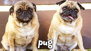 Types of Dogs!  Learn about Dog Breeds for Kids