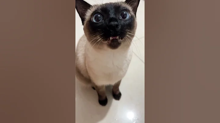 Video 11719911: siamese kitty cat, siamese cat first