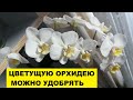 ЦВЕТУЩИЕ ОРХИДЕИ МОЖНО и НУЖНО ВСЕГДА ПОЛИВАТЬ С УДОБРЕНИЯМИ..НЕ ВЕРЬТЕ, ЧТО ОНИ СБРОСЯТ ЦВЕТЫ!