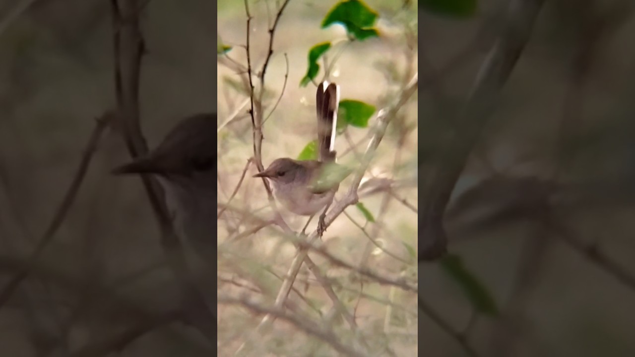 Fearless and free- a Pied Bushchat savoring her peaceful morning breakfast#piedbushchat #indianbirds