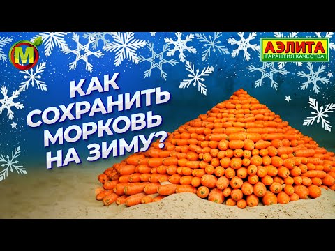 ХРАНЕНИЕ МОРКОВИ НА ЗИМУ! Способы хранения от профессора!