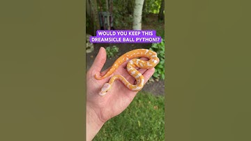 Would you KEEP this DREAMSICLE Ball Python!?