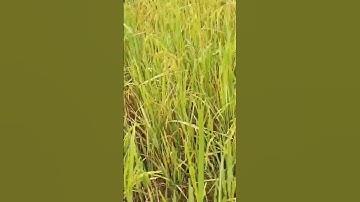 my_first_vlog_on_youtube #myfirstvlog #laxmanbijuvlog #souravjoshivlogs