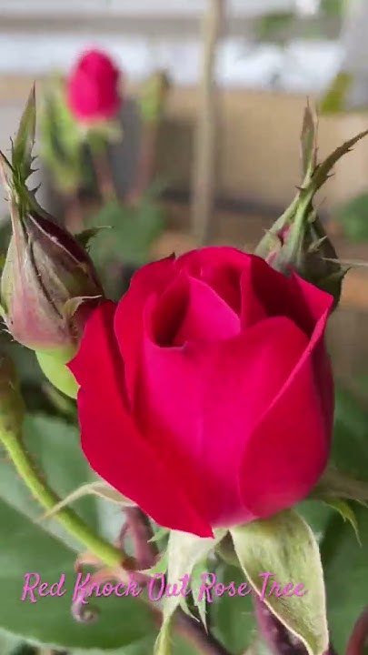 Red Knock Out Rose Tree #outdoorgardening #redrose #rosetree #trending ...