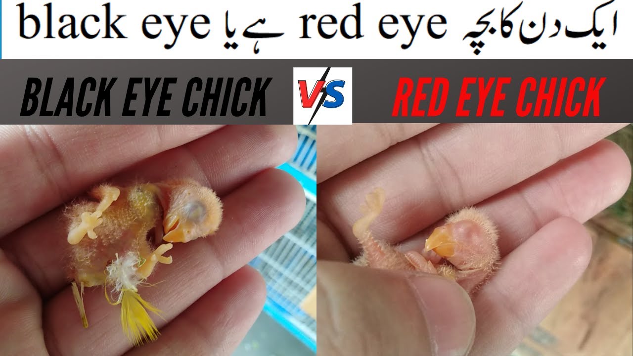 1 din ka bacha red-eye ha ya black eye | Is this one-day-old baby eye red or black? | HWI Aviary